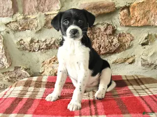 Mixed Breed dogs Tasha - Ad 21