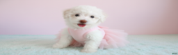 Maltipoo dogs for sale: PRINCESS - Ad 1