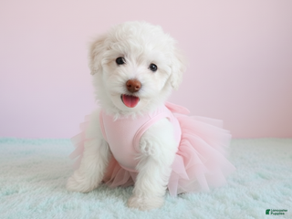 Maltipoo dogs for sale: PRINCESS - Ad 3