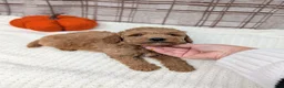 Mini Goldendoodle dogs for sale: Ray - Ad 8