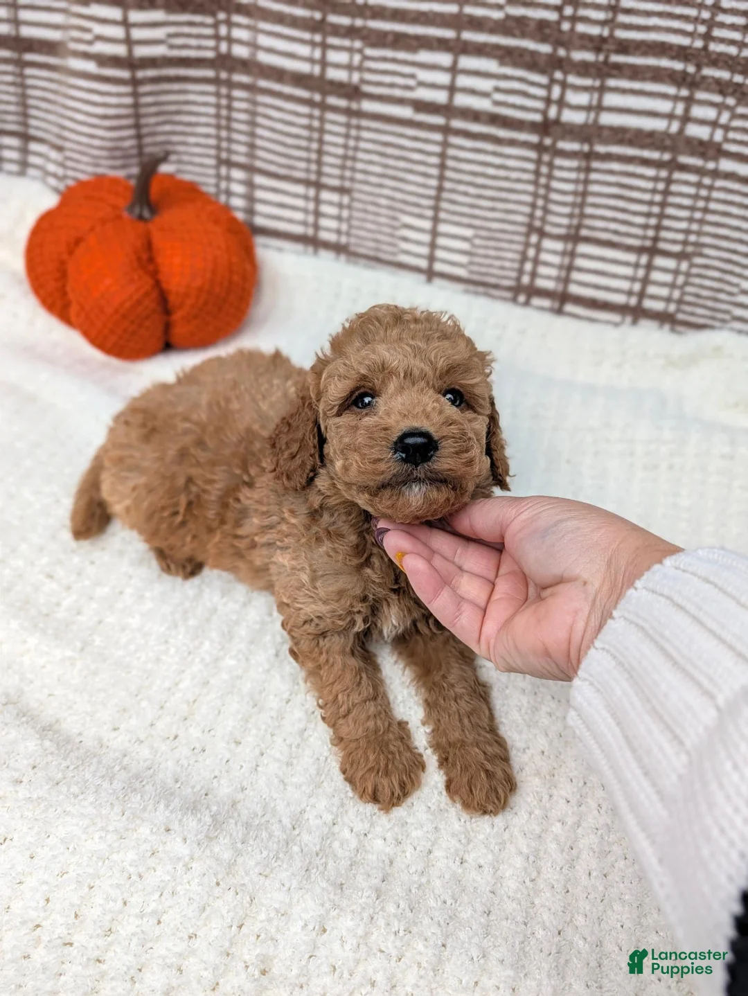Mini Goldendoodle dogs for sale: Ray - Ad 8