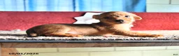 Mixed Breed dogs for sale: Katie - Ad 3