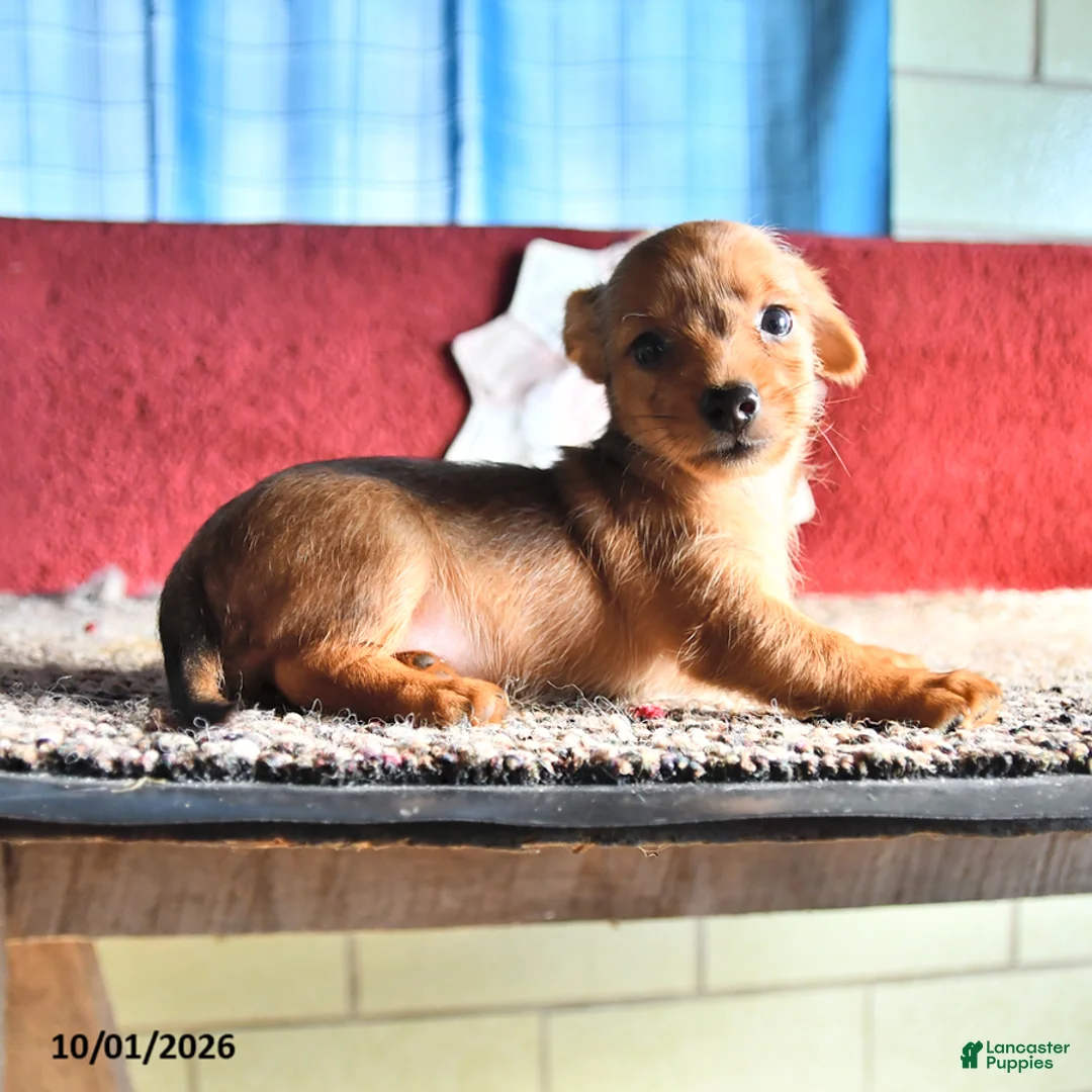 Mixed Breed dogs for sale: Katie - Ad 3