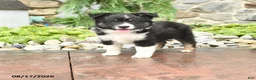 Mini Aussiedoodle dogs for sale: Jett - Ad 1