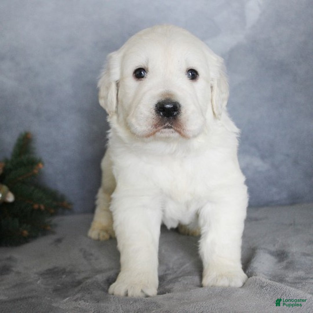 Golden Retriever dogs for sale: Armani - Ad 2