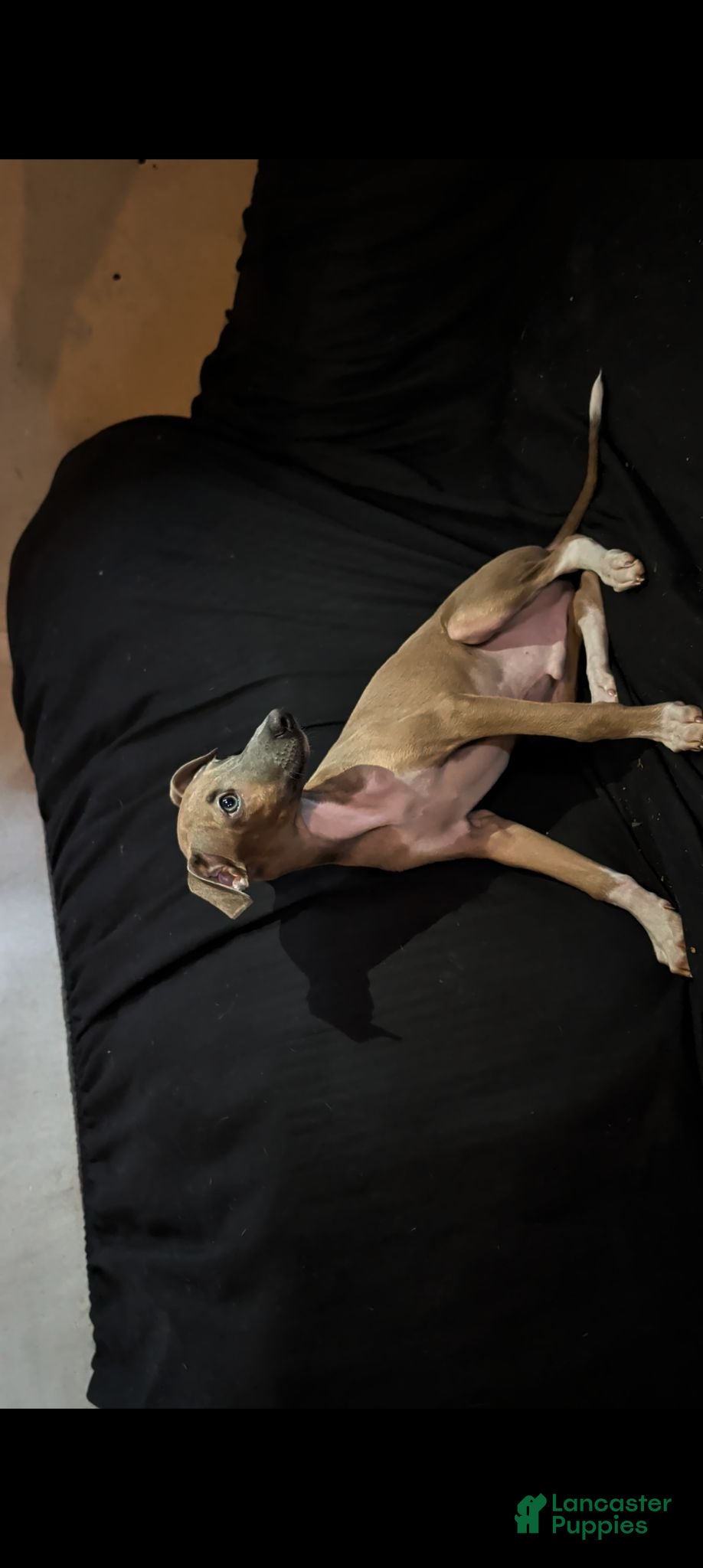 Italian Greyhound dogs Italian Greyhound 1 - Ad 2
