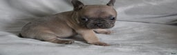 French Bulldog dogs for sale: SCRAPPY - Ad 2