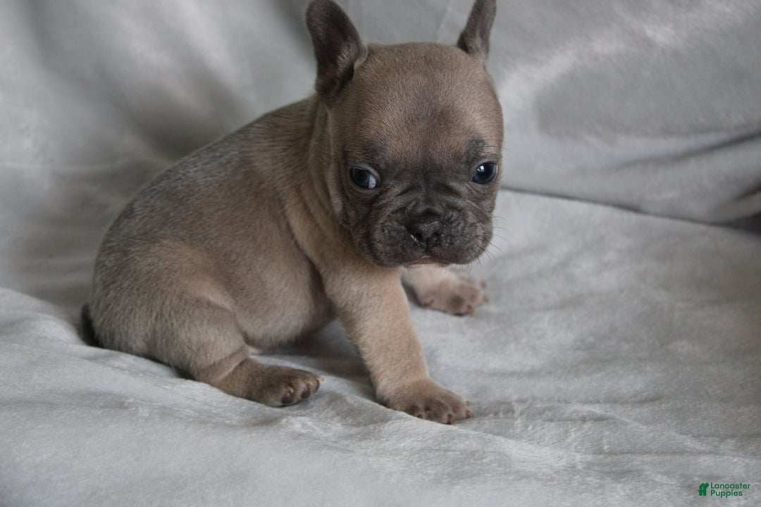 French Bulldog dogs for sale: SCRAPPY - Ad 2