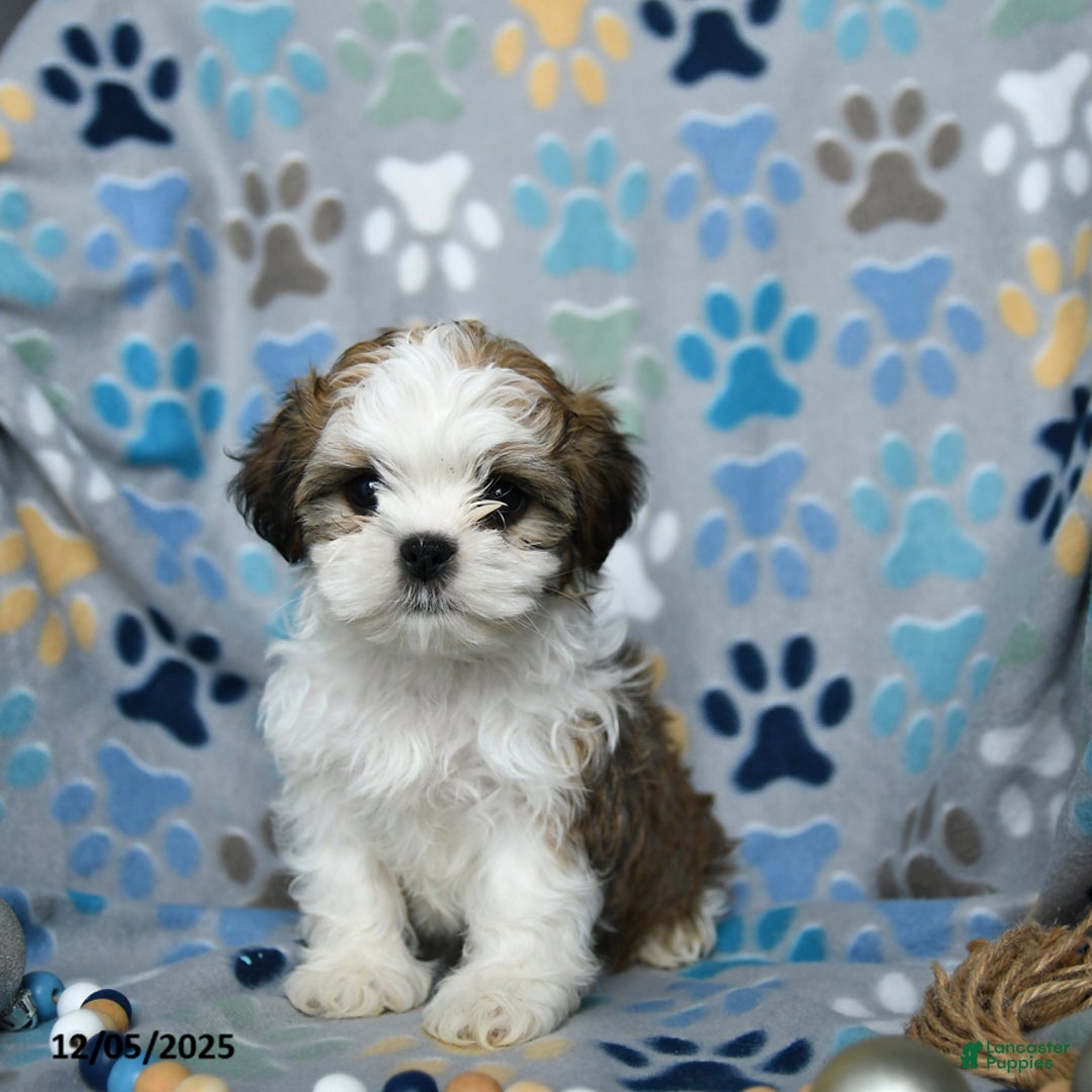 Shih Tzu dogs for sale: Jack  - Ad 1