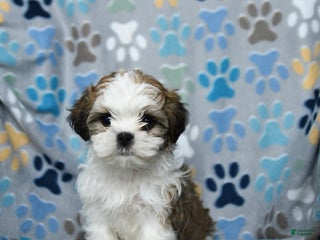 Shih Tzu dogs Jack - Ad 7