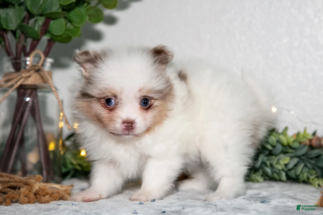 Pomeranian dogs for sale: Ivy - Ad 3