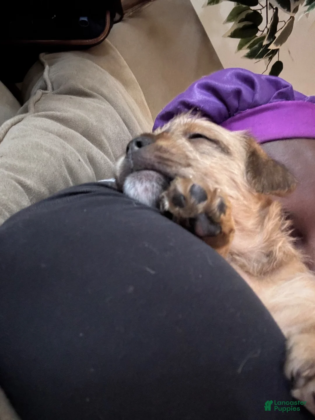 Mixed Breed dogs for sale: Saint - Ad 1