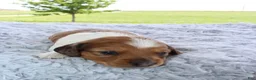 Miniature Dachshund dogs for sale: Miniature Dachshund 3 - Ad 6