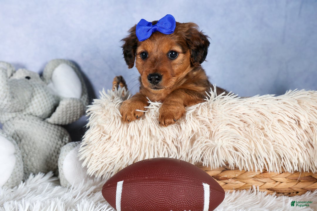 Miniature Dachshund dogs for sale: Jasper - Ad 2
