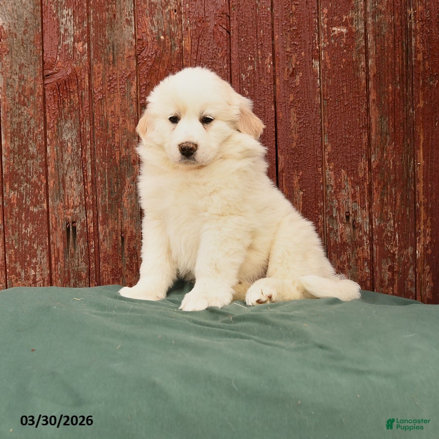 Great Pyrenees dogs Rhea - Ad 1