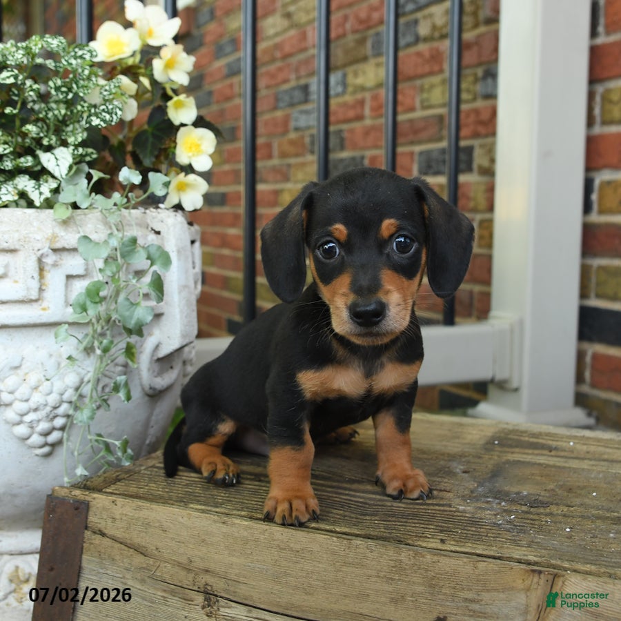 Miniature Dachshund dogs Moose Tracks - Ad 2