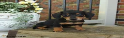 Miniature Dachshund dogs for sale: Moose Tracks - Ad 2