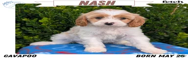 Nash
