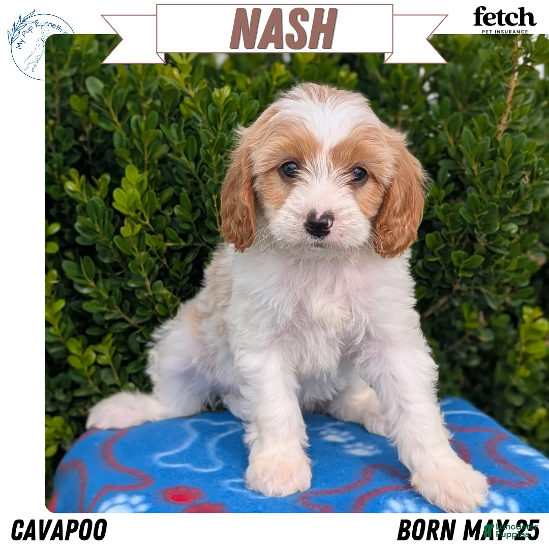 Cavapoo dogs for sale: Nash - Ad 1