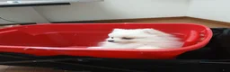 Pomeranian dogs for sale: AKC Grace - Ad 5
