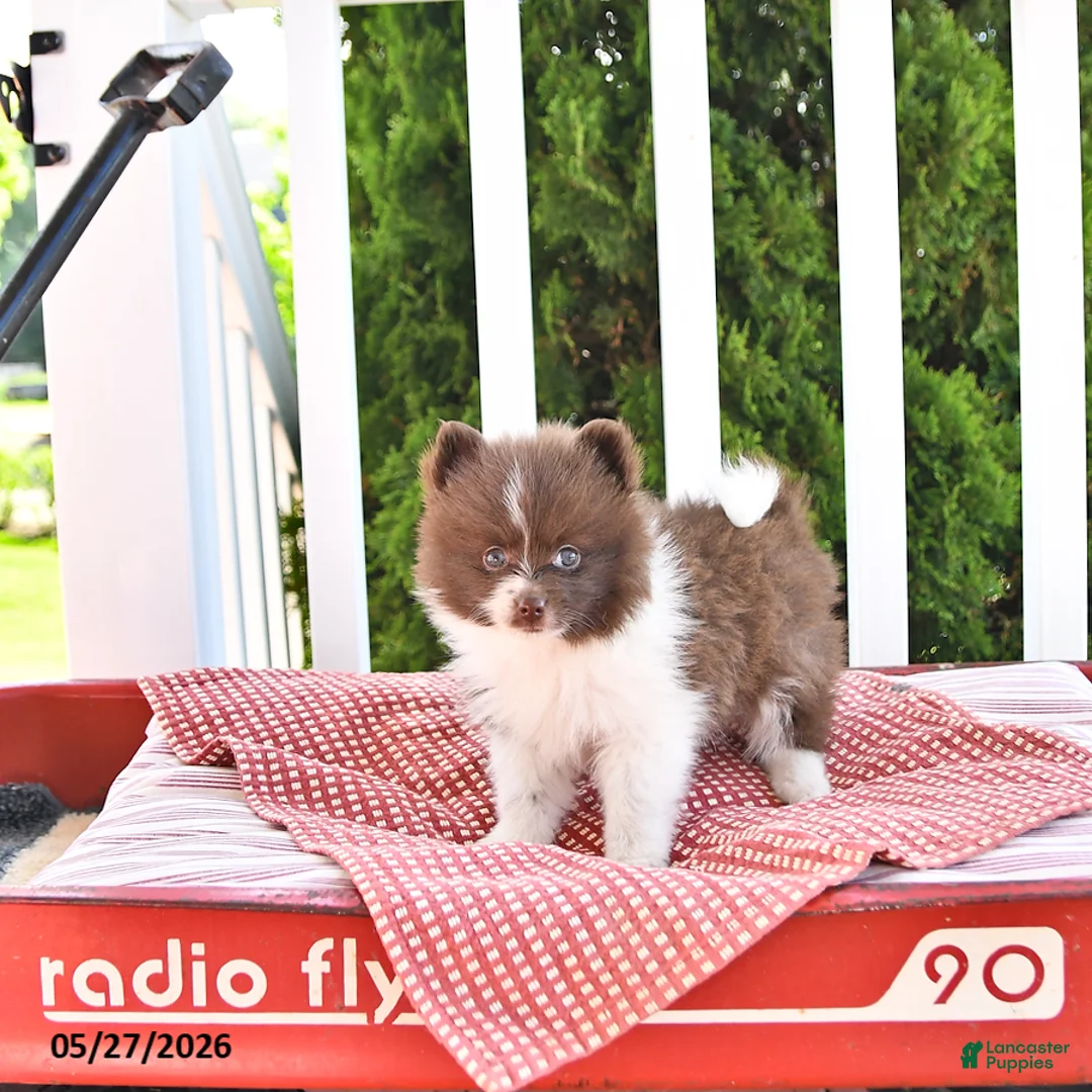 Pomeranian dogs for sale: Kade - Ad 1