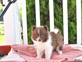 Pomeranian dogs for sale: Kade - Ad 1