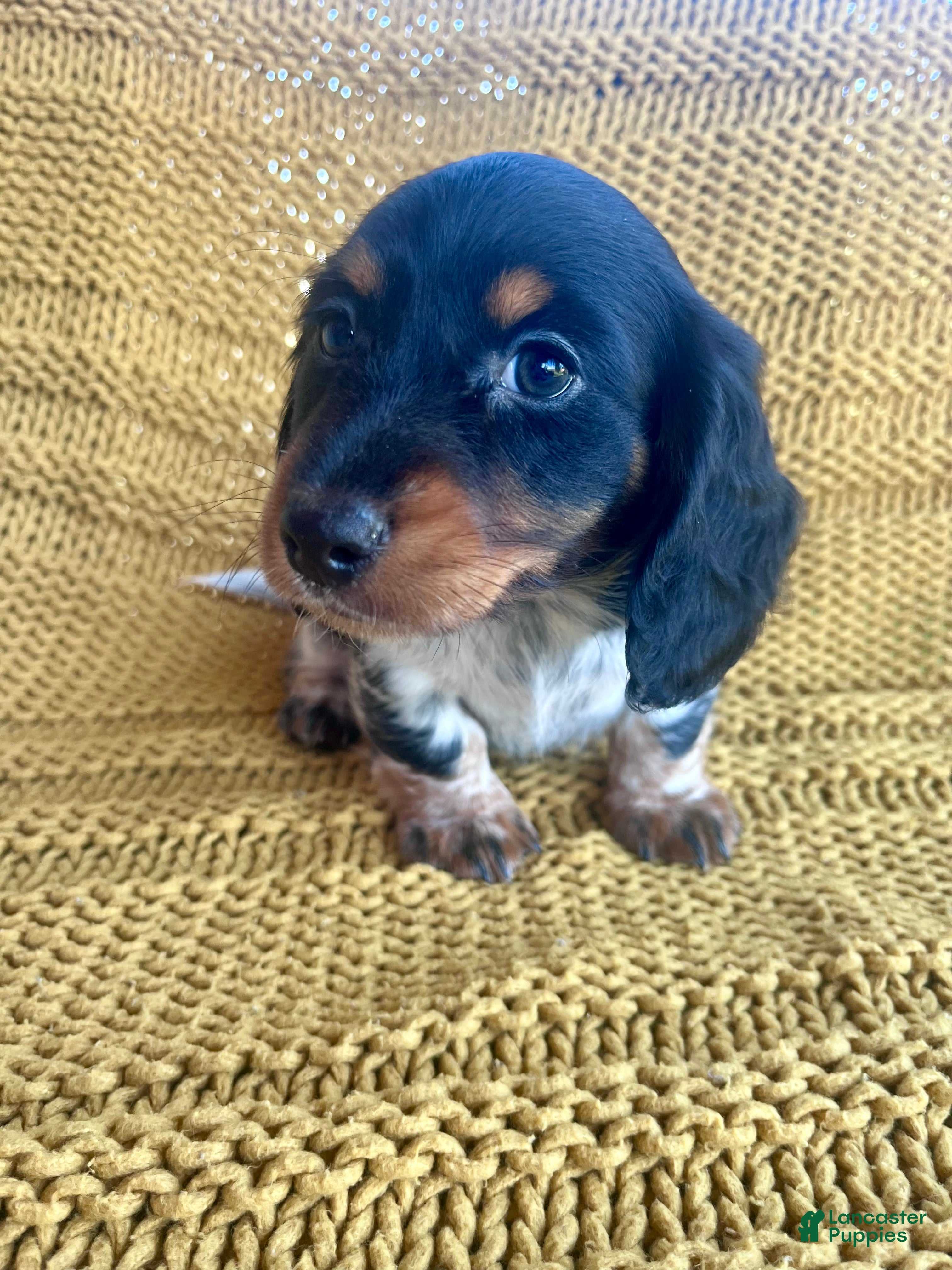 Half and half Miniature Dachshund Puppies for sale Lancaster Puppies