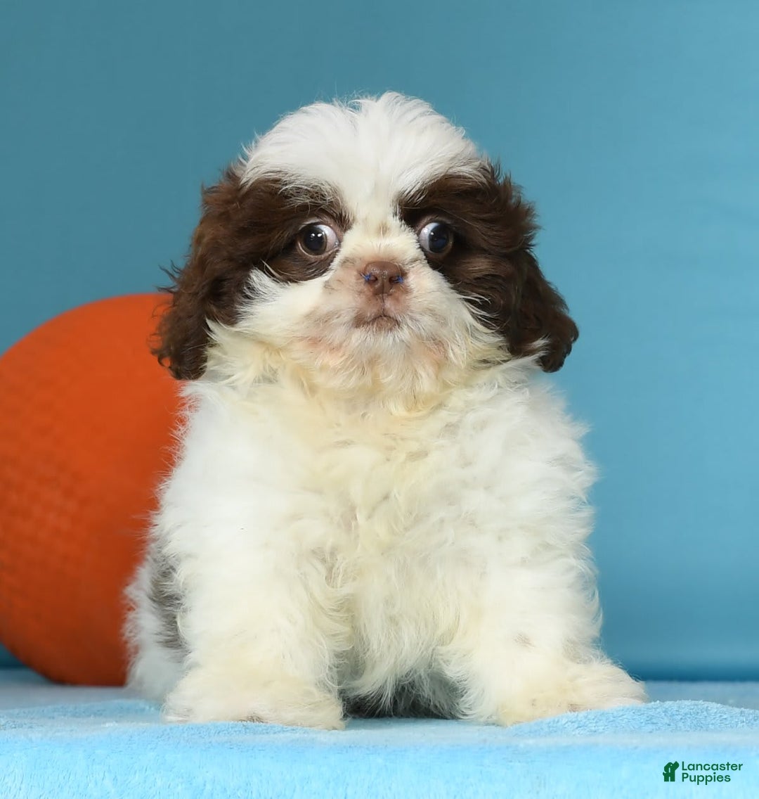 Strong Best Shih Tzu Names Shih Tzu Puppies For Sale Lancaster Puppies