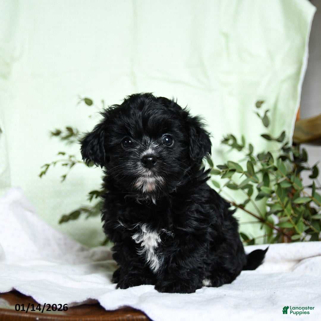 Mixed Breed dogs for sale: Oscar - Ad 3