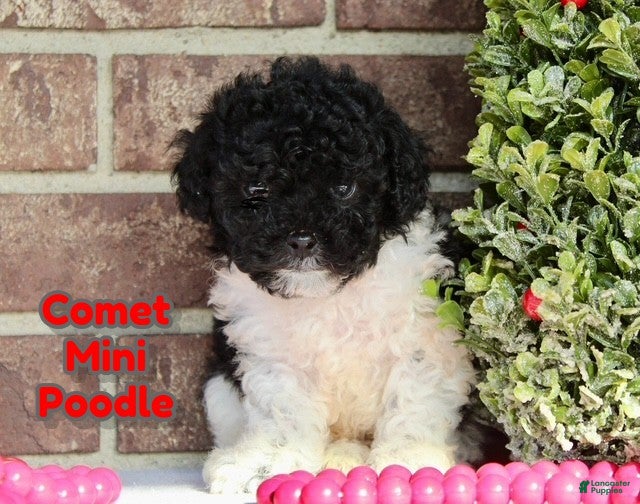 Miniature Poodle dogs Comet - Ad 14