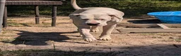 Dogo Argentino dogs for sale: Dogo Argentino Puppy 1 - Ad 28