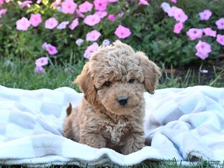Miniature Labradoodle dogs - Ad 19