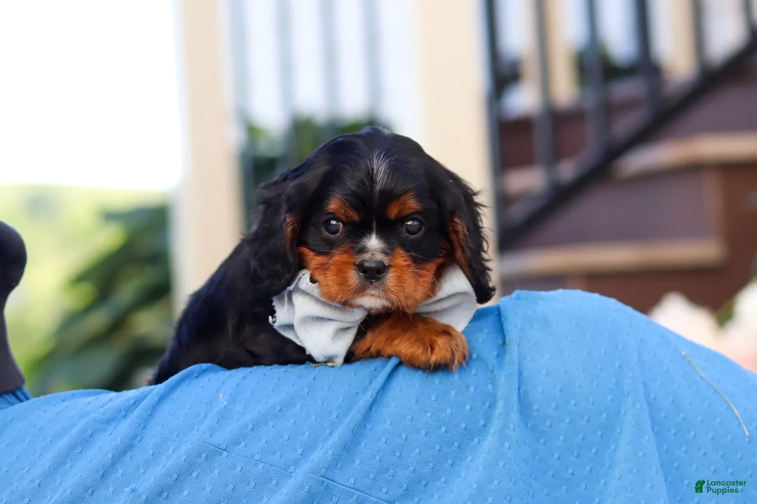 Cavalier King Charles Spaniel dogs for sale: Brock - Ad 1