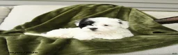 Mixed Breed dogs for sale: Lilly - Ad 3