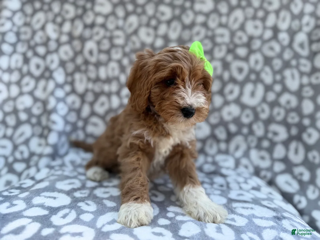 Cavapoo dogs for sale: Willow - Ad 7
