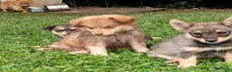 Pomsky dogs for sale: Pomsky 1 - Ad 5