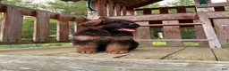 German Shepherd dogs for sale: Zeus - Ad 2