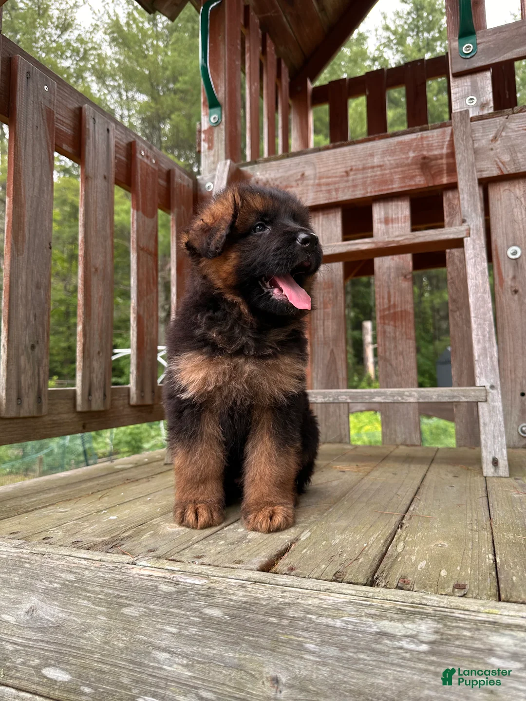 German Shepherd dogs for sale: Zeus - Ad 2