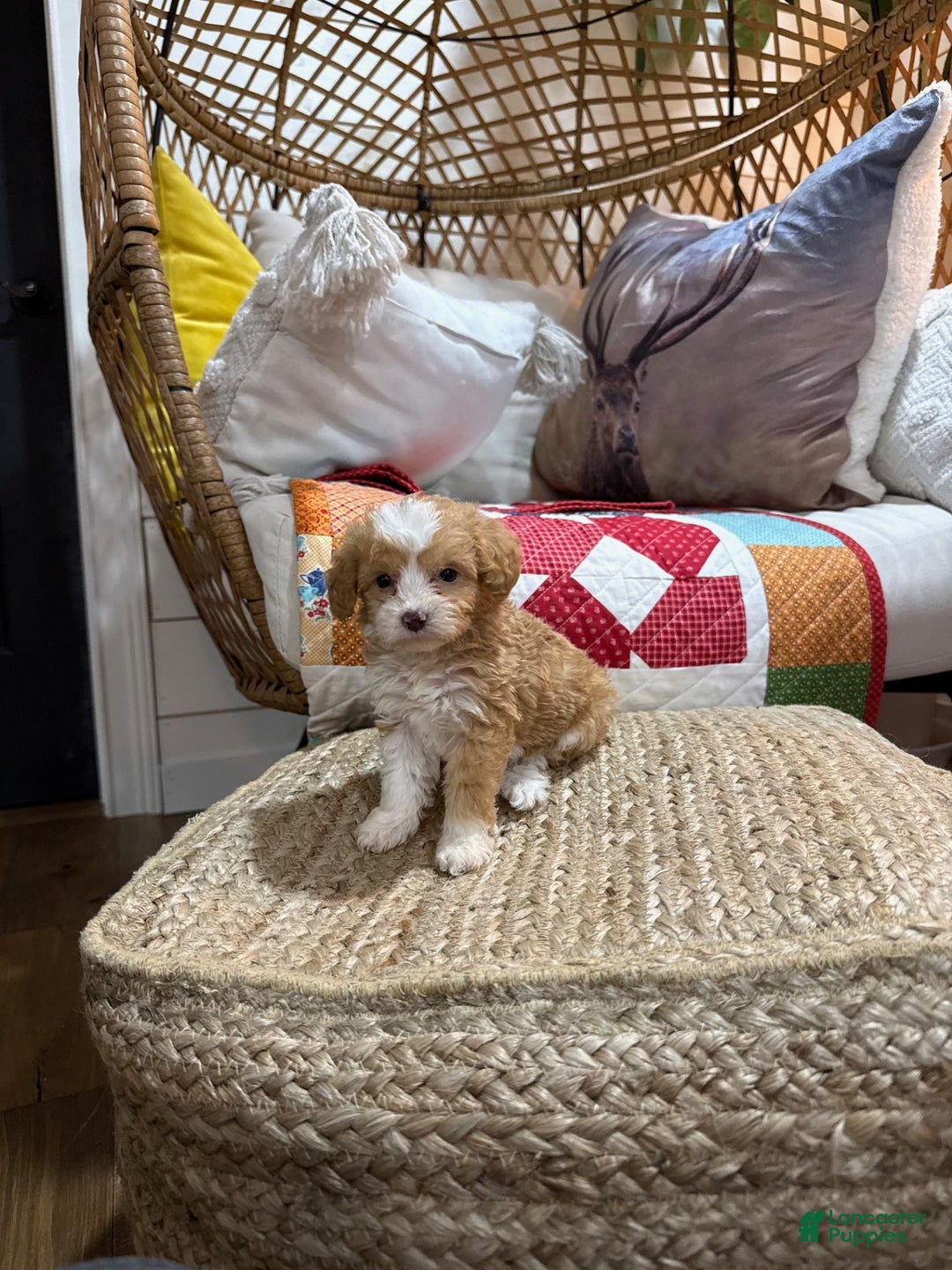 Mini Aussiedoodle dogs for sale: Mason - Ad 4
