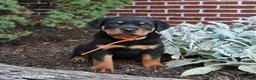 Rottweiler dogs for sale: Blossom - Ad 4