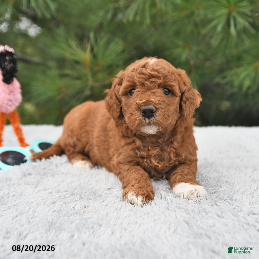 Mini Goldendoodle dogs Ruby - Ad 2