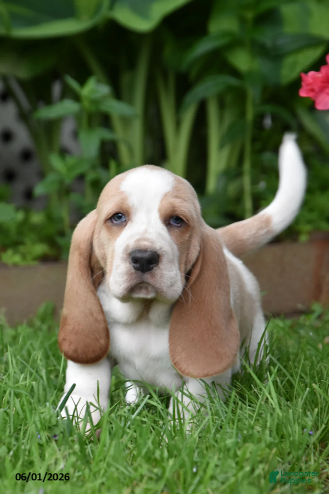 Basset Hound dogs for sale: Gunner - Ad 1