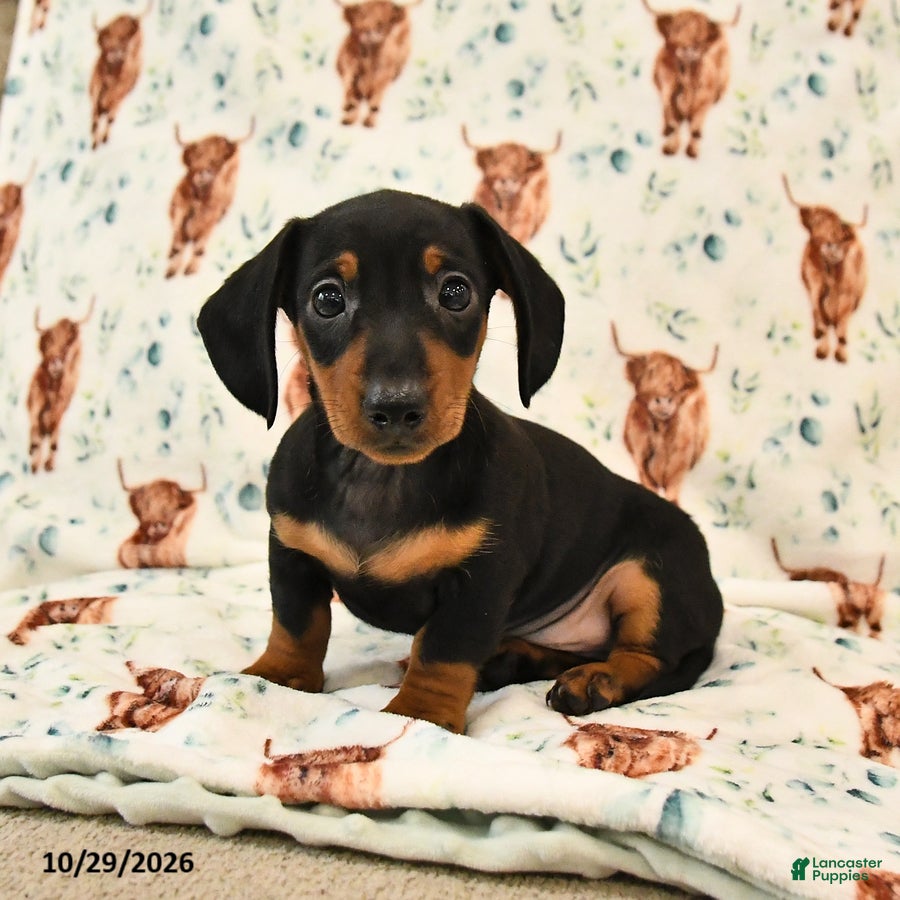 Miniature Dachshund dogs for sale: Toby - Ad 1
