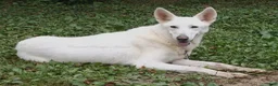 German Shepherd dogs for sale: Dixie - Ad 2