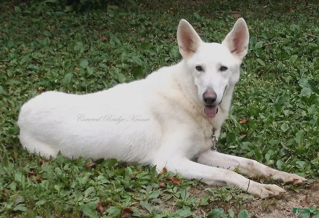 German Shepherd dogs for sale: Dixie - Ad 2