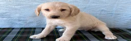 Labradoodle dogs for sale: Labradoodle 6 - Ad 2