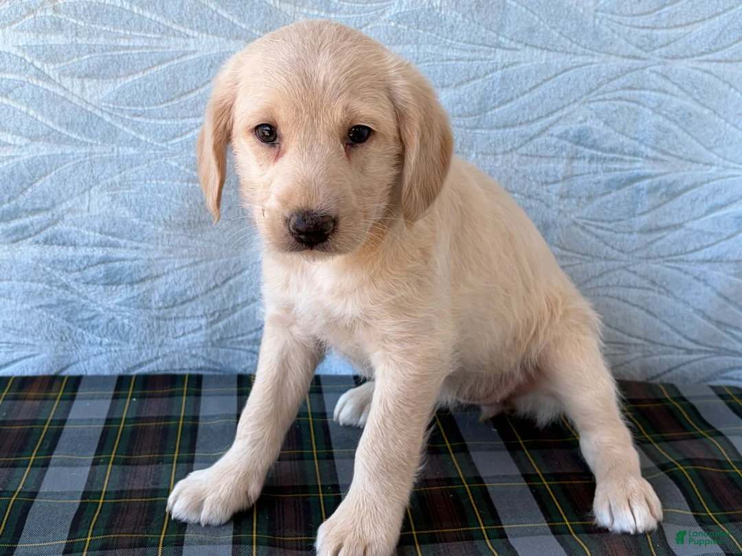 Labradoodle dogs for sale: Labradoodle 6 - Ad 2