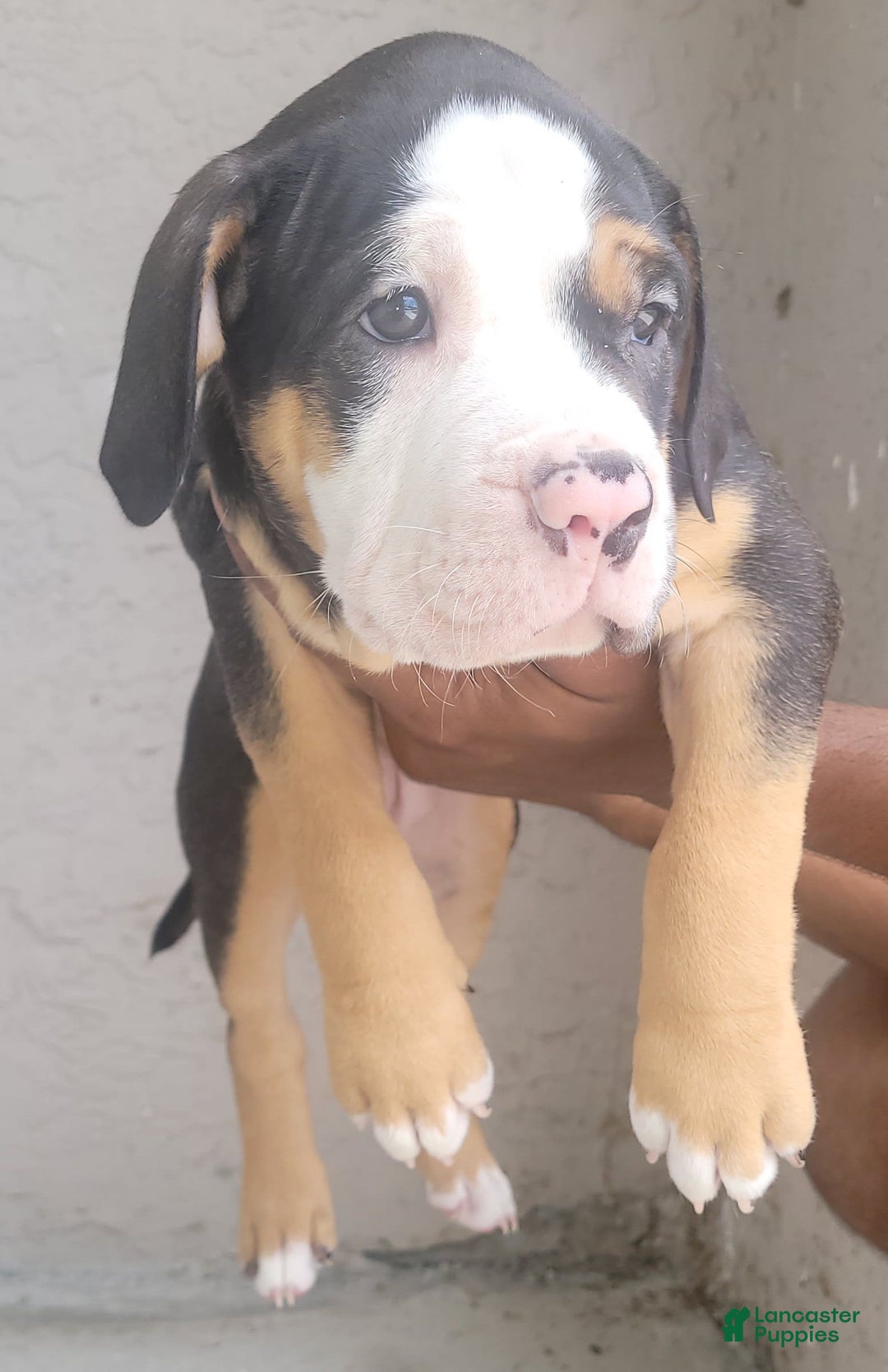 Mixed Breed dogs for sale: Sweet Pea - Ad 2