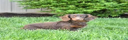 Miniature Dachshund dogs for sale: Hunter - Ad 7