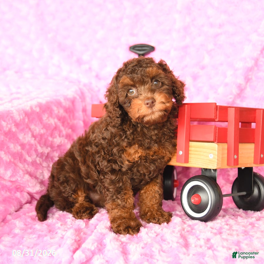 Miniature Poodle dogs Eva - Ad 2